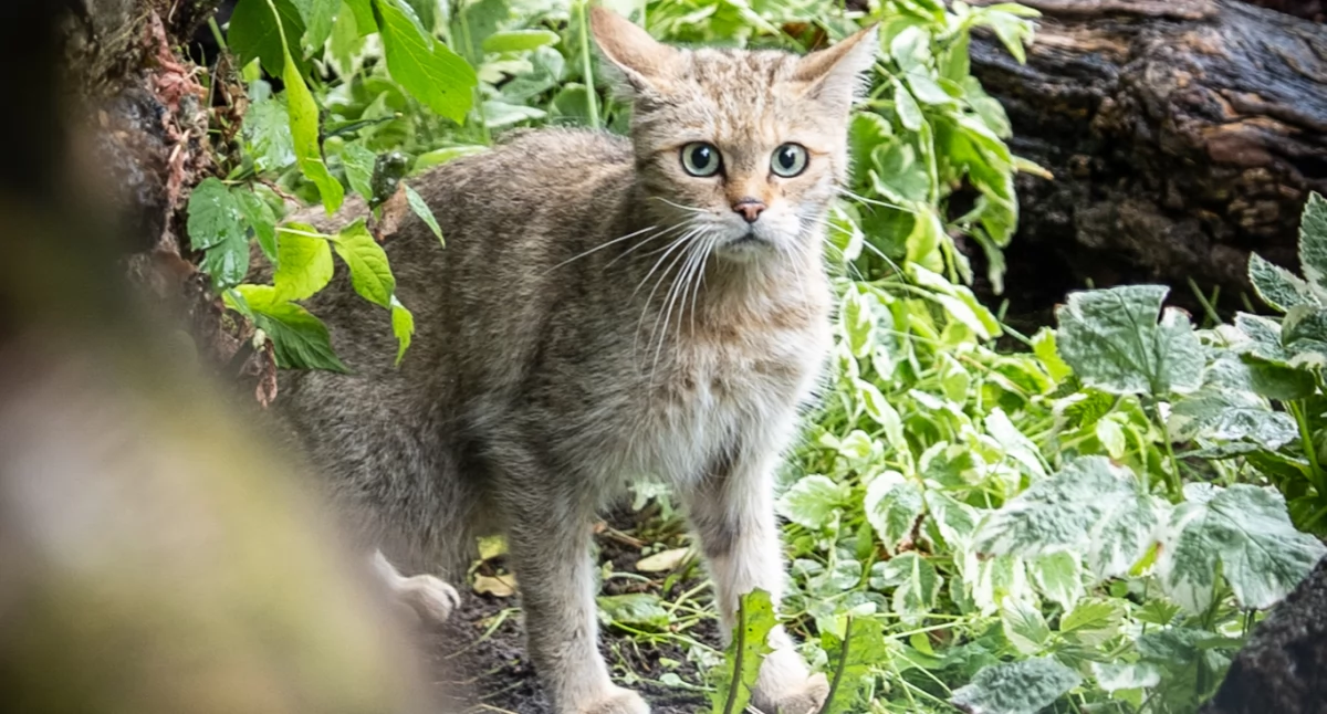 Kto się wprowadził do białostockiego ZOO? Czy to dziki kot czy jednak ktoś inny? 