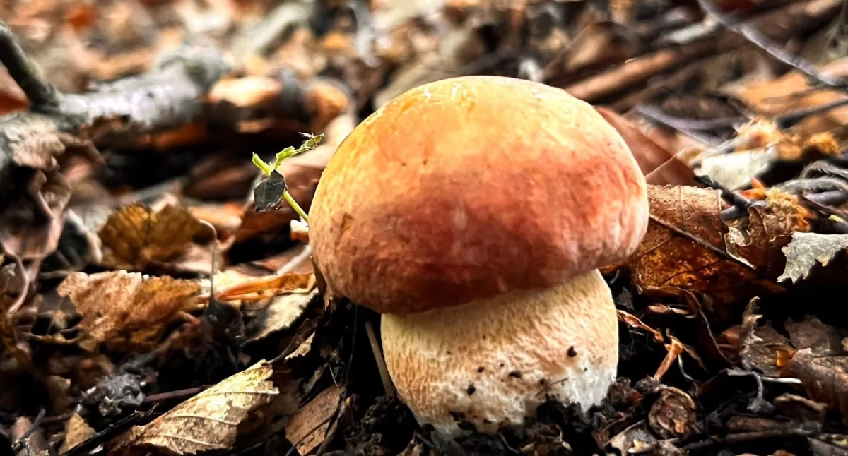 Podlaskie lasy pełne skarbów! Rozpoczął się sezon na grzyby
