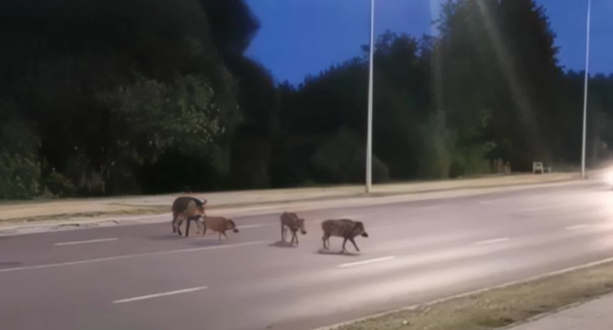 Inwazja dzików w Białymstoku. Mieszkańcy muszą zachować ostrożność