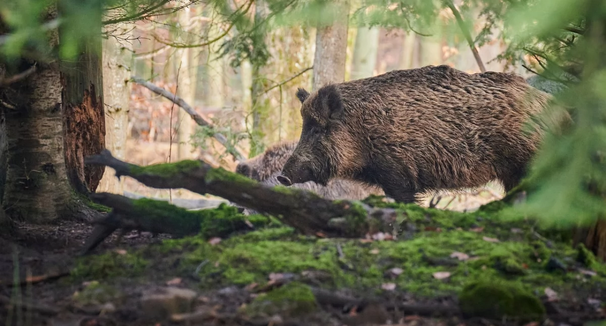 Wojna z dzikami: miasto stawia barierę zapachową