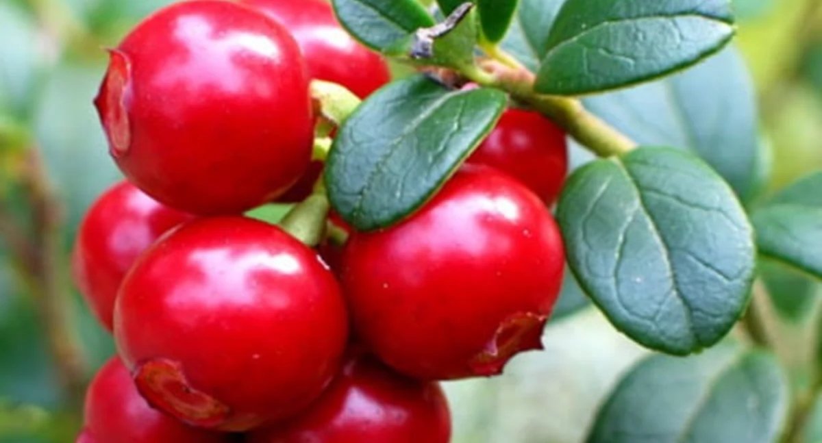 Polski superfood czeka w lesie! Borówka brusznica to prawdziwa skarbnica zdrowia