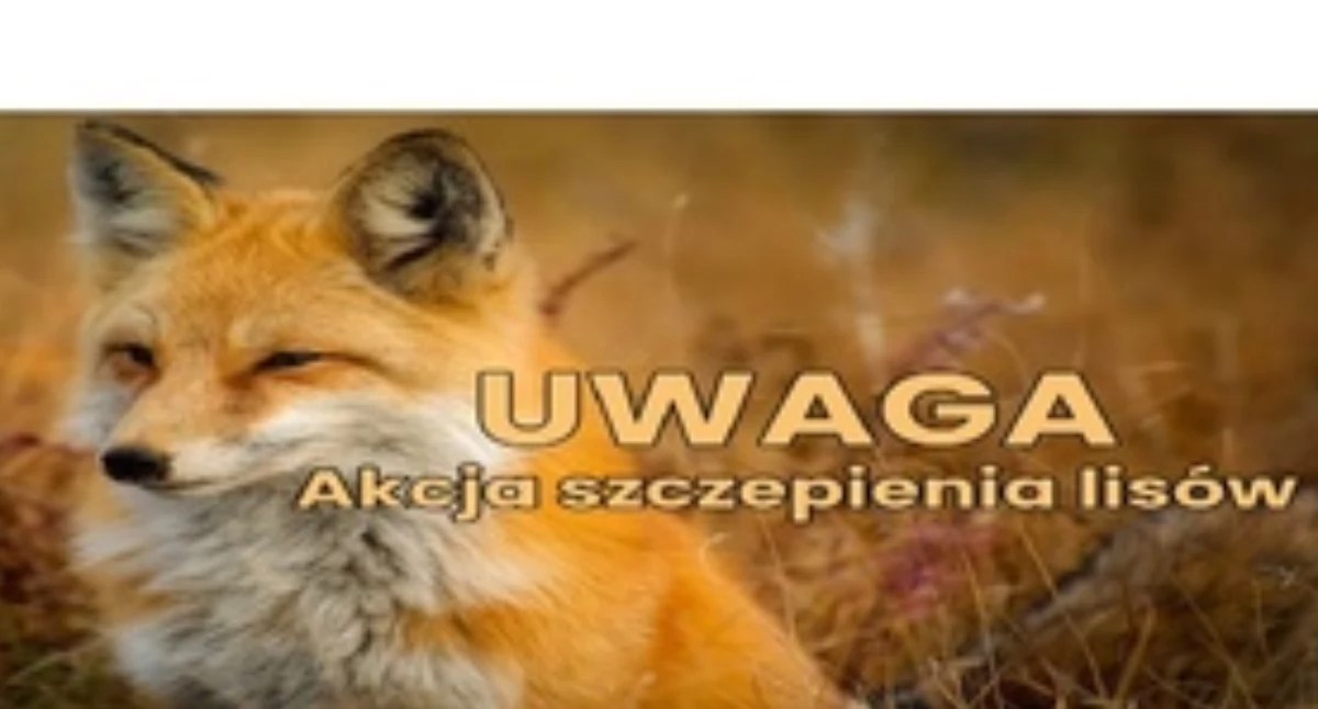 Akcja szczepienia lisów w Białymstoku i regionie