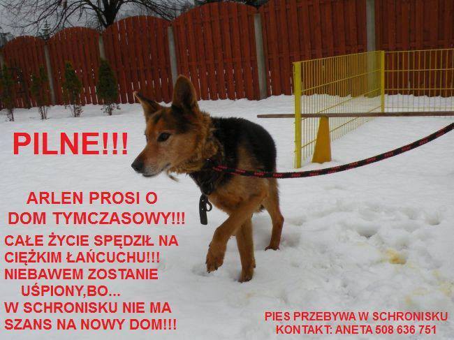 Na ratunek Arlenowi