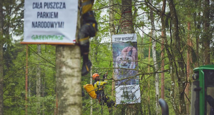 Greenpeace i Dzika Polska podjęły działania w Puszczy Białowieskiej
