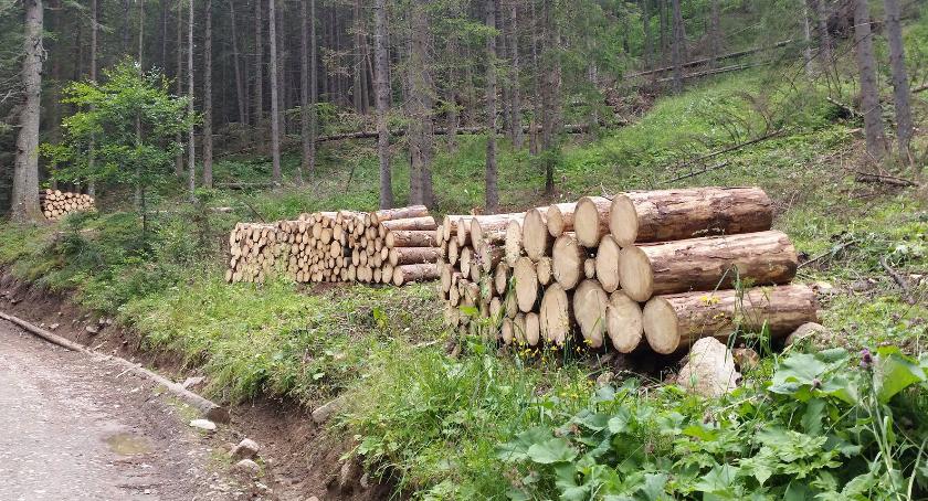 Kornik, wycinka drzew, harvestery i ani jednego ekologa!