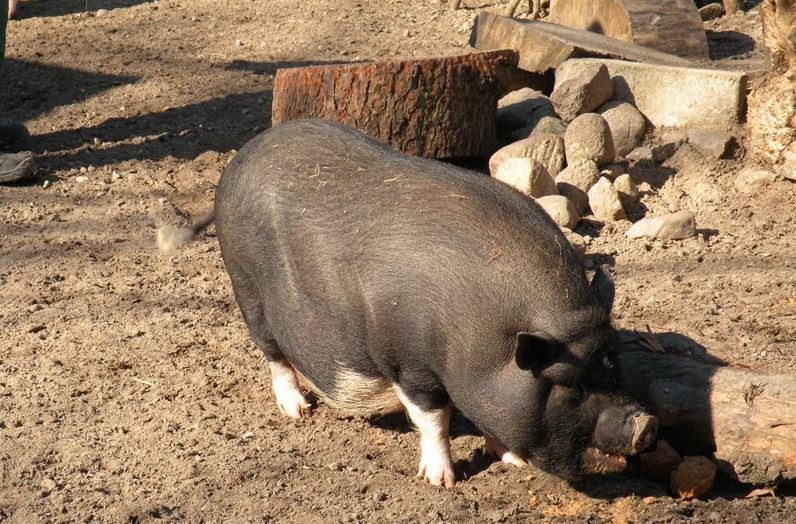 Świnki wietnamskie na sprzedaż