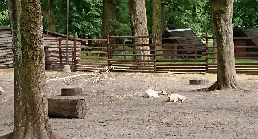Warto odwiedzić Akcent ZOO [VIDEO]