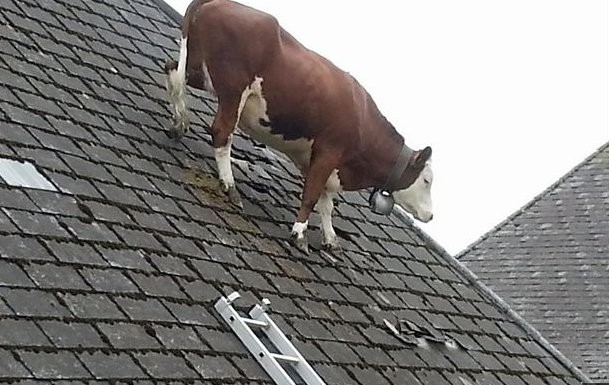 Koń z balkonu to przeżytek, teraz jest krowa z dachu!