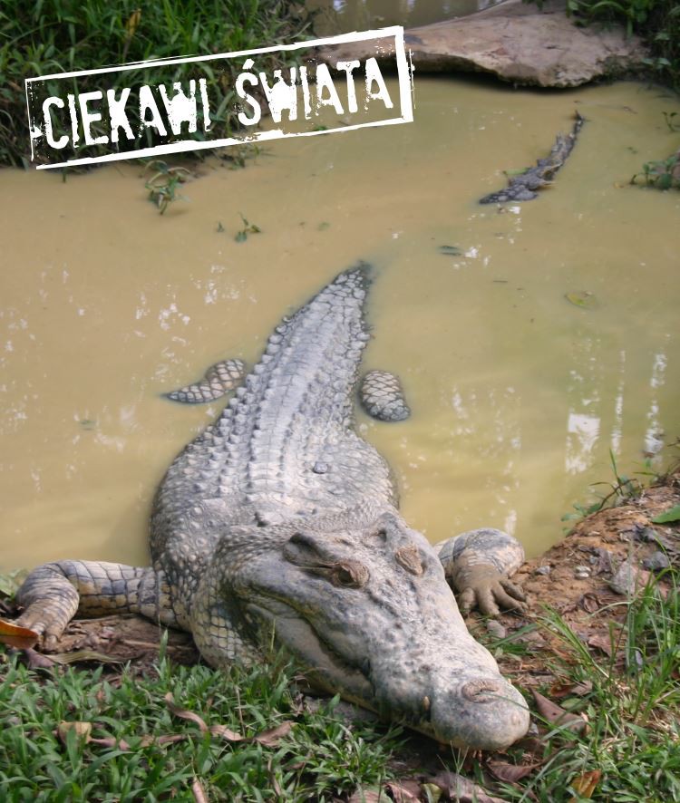Ciekawi Świata: Przez Borneo i Singapur