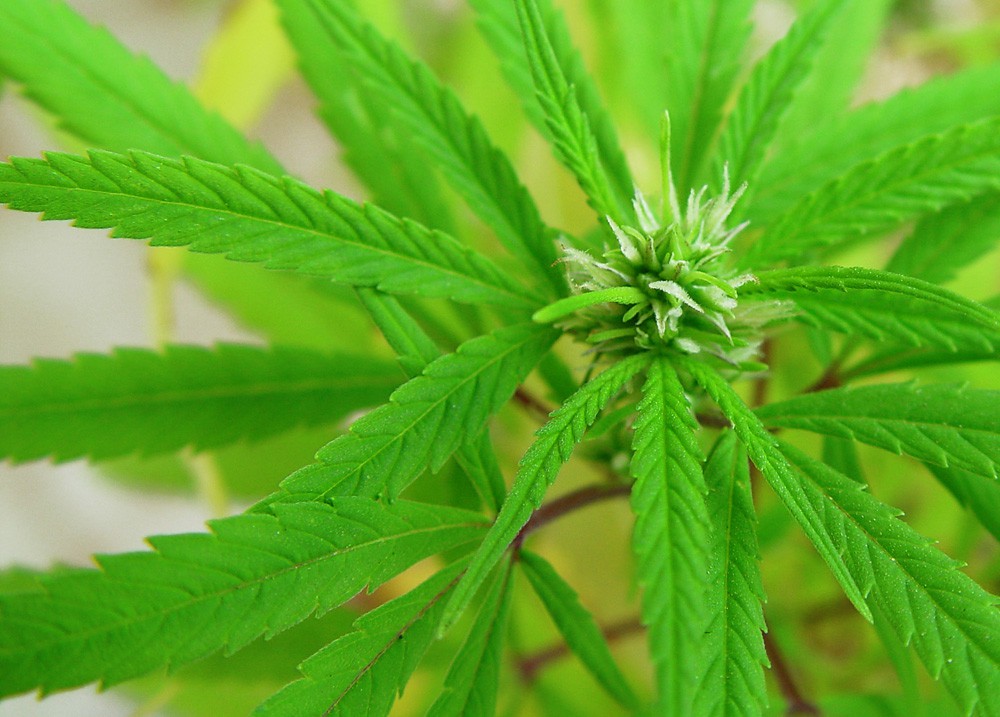 3 zł za legalny gram marihuany 