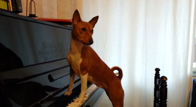 Piesarotti
