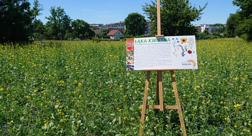 W Białymstoku są już pierwsze łąki kwietne. Będą rzadko koszone, bo mają służyć owadom