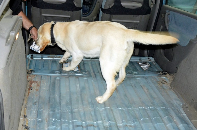 Labrador wyczuł papierosy
