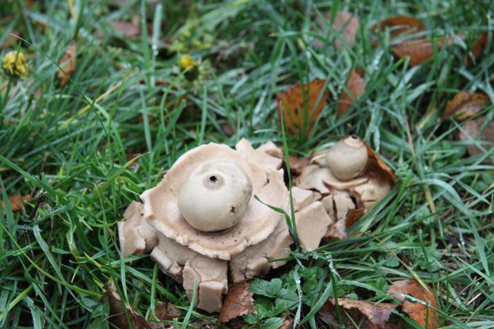 UFO-grzyb obecny na podlaskiej ziemi