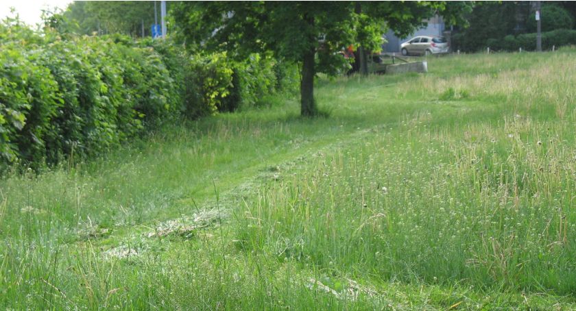 Obywatel Gie Żet: Nie każde zielsko daje tlen (ważna wiedza ekologiczna)