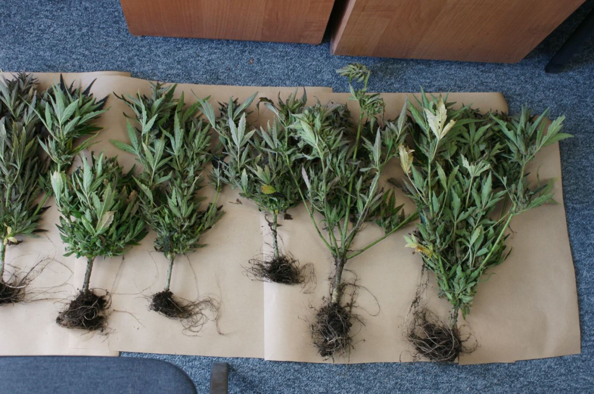 Leśne plantacje konopi zlikwidowane