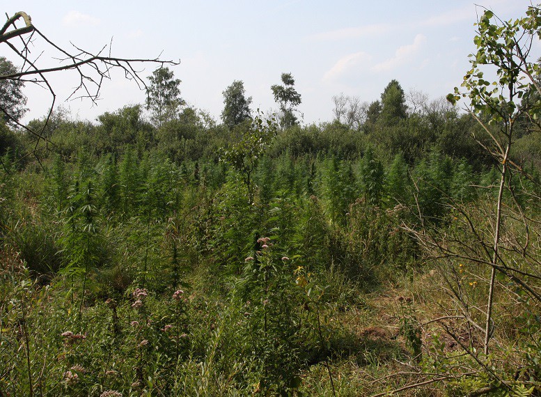 Kolejna plantacja konopi na Podlasiu zlikwidowana