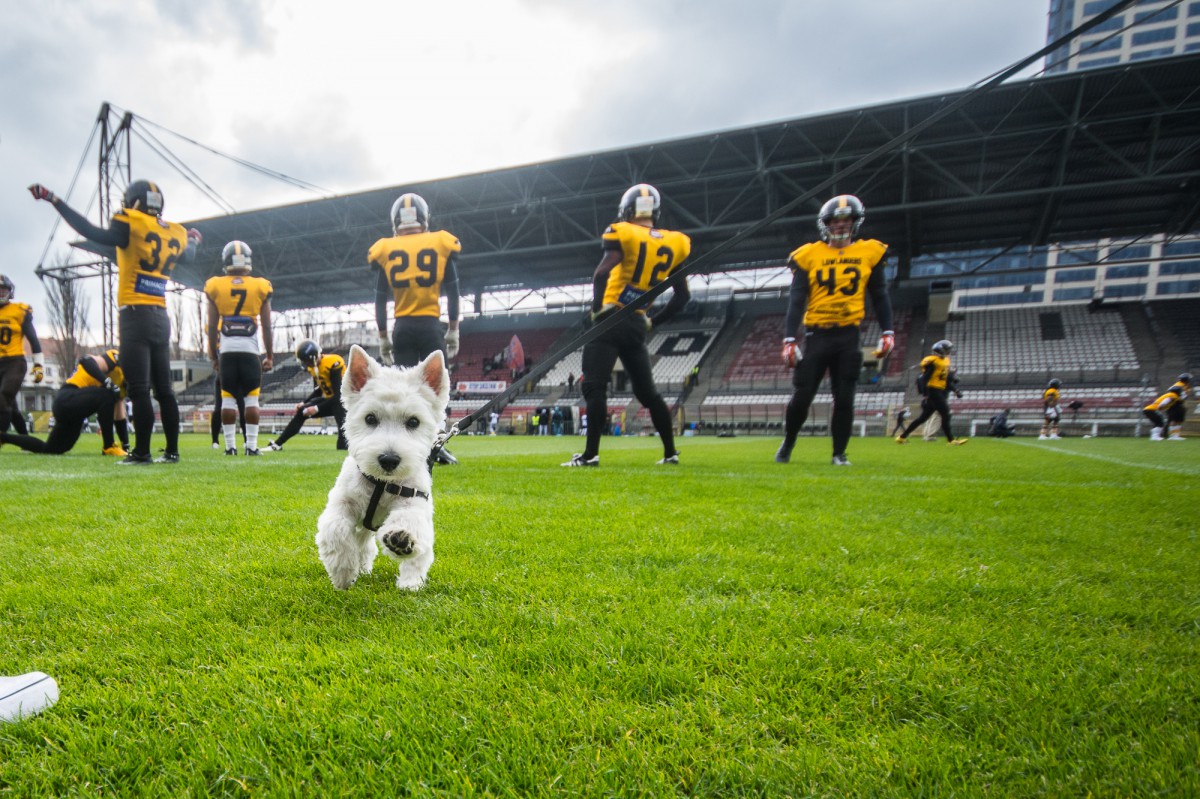 Lowlanders postraszyli Eagles