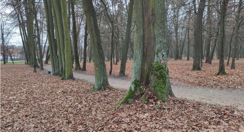 Park Lubomirskich straci 27 drzew, one będą wycięte. Inne przejdą cięcia pielęgnacyjne