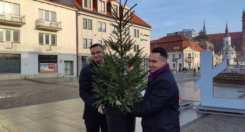 Żywa choinka zamiast sztucznej. W czwartek bezpłatnie można będzie dokonać takiej zamiany