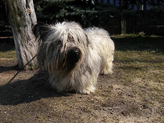 Pomagamy Orestesowi szukać domu
