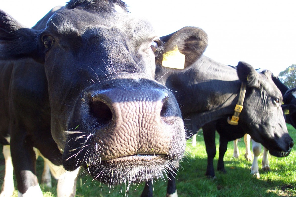 Dostali dotację rolną na krowy z Farmville