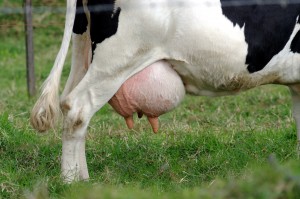 Mleko szkodzi!