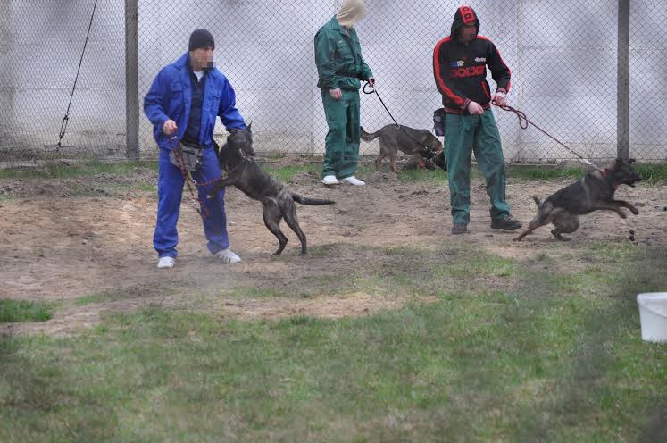 Dogoterapia w polskich więzieniach
