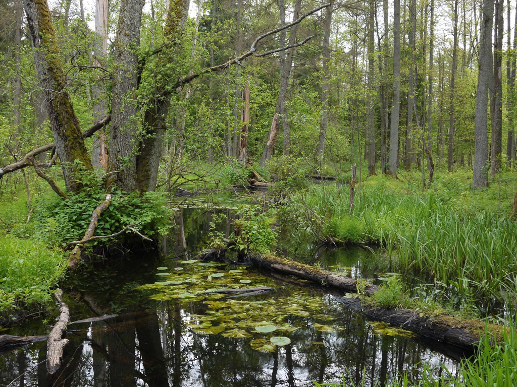 Lecą wióry: Tajny Współpracownik Instytutu Badawczego Leśnictwa