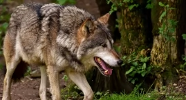 Wilki na Podlasiu. Jest coraz więcej ataków