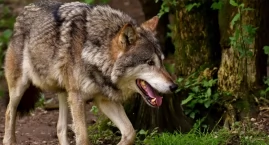 Wilki na Podlasiu: ataki na zwierzęta gospodarskie i…