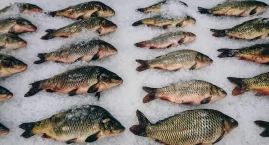  Karaś – tani, lokalny skarb. Ryba z podlaskich staw&hellip;