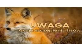 Akcja szczepienia lisów w Białymstoku i regionie