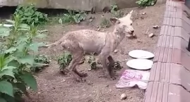 Dramat chorych lisów w Białymstoku. Łyse, chore, zra&hellip;