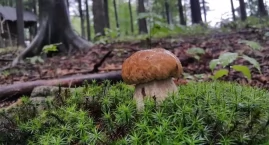 Kosze pękają w szwach! W podlaskich lasach ruszył wi&hellip;