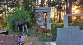 Łosie na cmentarzu w Wasilkowie! Służby ostrzegają m&hellip;