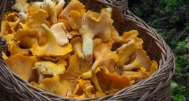 Na grzyby! Wielkie grzybobranie wokół Białegostoku i&hellip;