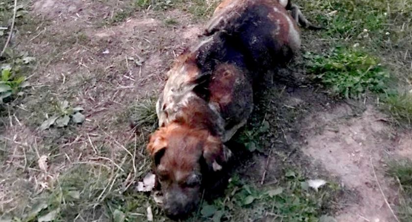 KOMUNIKAT POLICJI - POSZUKIWANY WŁAŚCICIEL I SPRAWCA