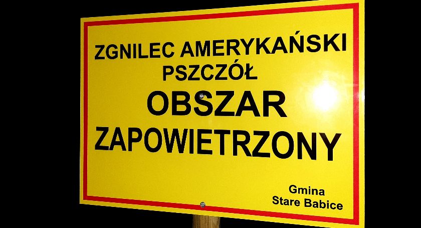 ZWALCZANIE ZGNILCA AMERYKAŃSKIEGO PSZCZÓŁ