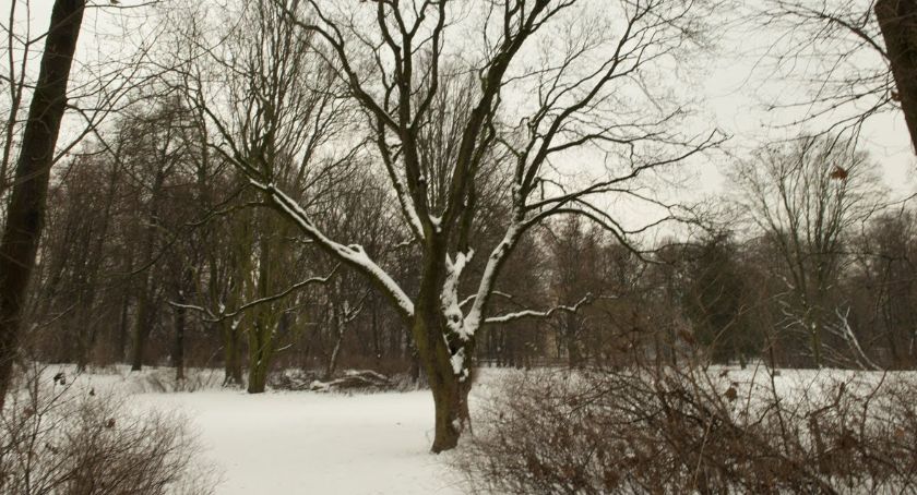 Niebezpieczeństwo w Lesie Bródnowskim