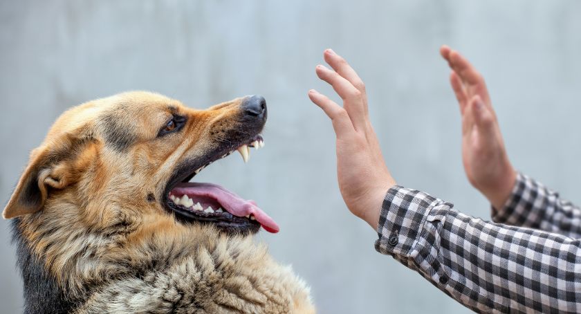 UWAGA: Przypadek wścieklizny na Targówku