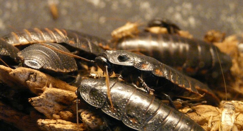 Plaga robactwa na Bródnie. Jest odpowiedź spółdzielni