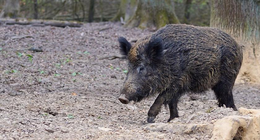 Sposób na dziki. Burmistrz pochrumał z głównym odyńcem