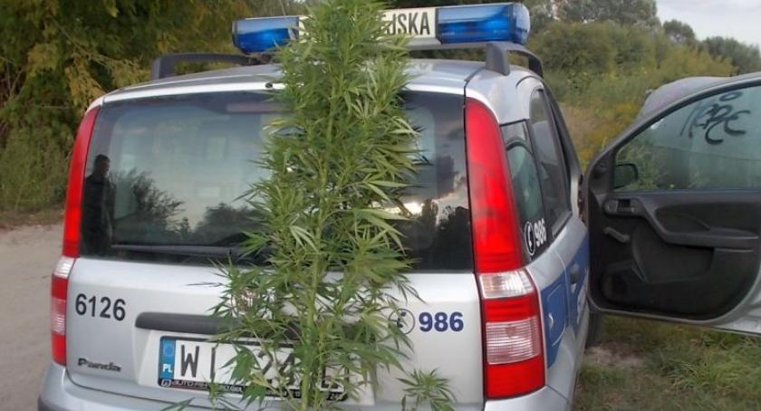 Straż miejska odkryła nielegalną plantację marihuany