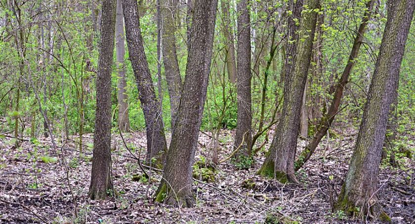 Wandalizm na terenie Lasu Bródnowskiego! Reakcja radnej dzielnicy