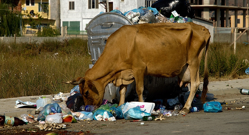 Świńska grypa na Targówku?
