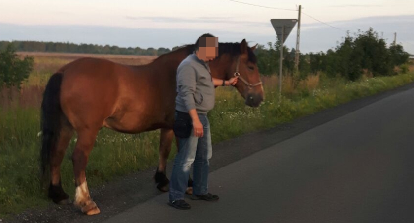 Policjanci sprowadzili konia z trasy szybkiego ruchu