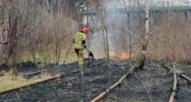 Tragiczny pożar na Targówku. Spłonęło 1 000 metrów kwadratowych trawy
