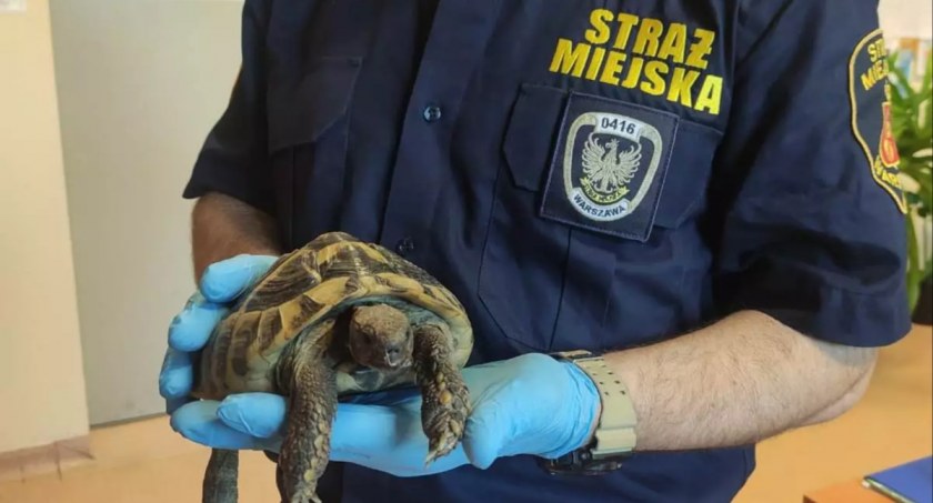Żółw-podróżnik w centrum Rembertowa