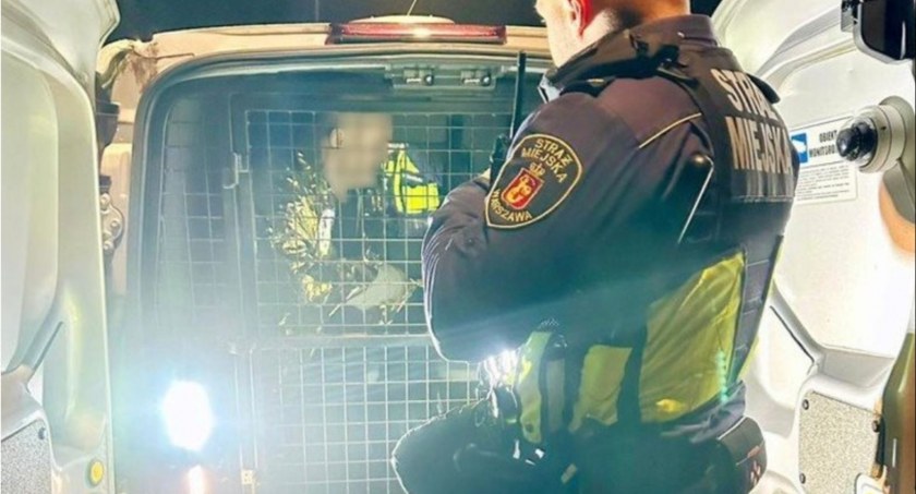 Zagubiony starszy mężczyzna jeździł autobusem 